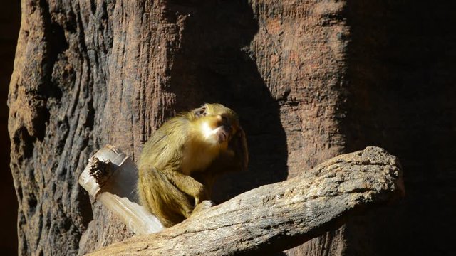 Gabon talapoin or northern talapoin monkey in a rock in a natural park - Miopithecus ogouensis
