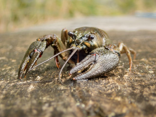 European crayfish with rugged claws