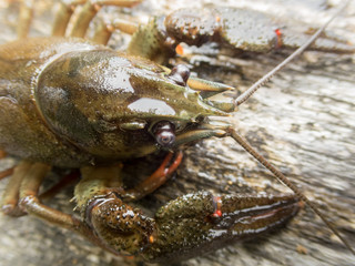 European crayfish on wooden surface