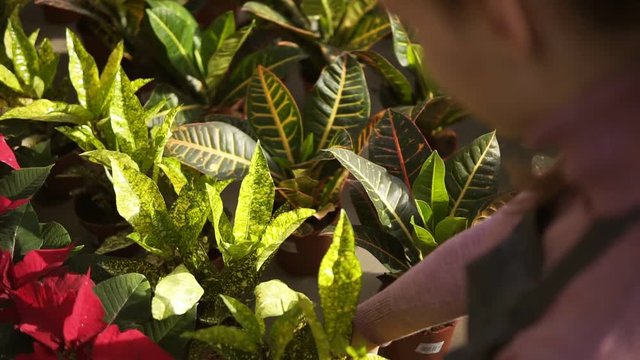 Closeup view of woman's hands examining and arranging flowerpot with aucuba japonica on the shelf