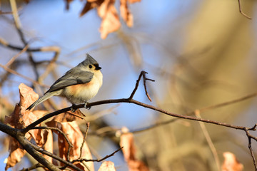 Baeolophus bicolor © Rusty Dodson