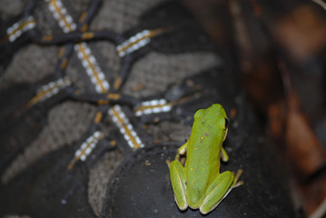 Hyla cinerea