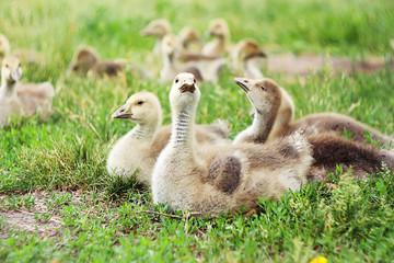a group of small fluffy gray goose sits on a fresh young green spring grass