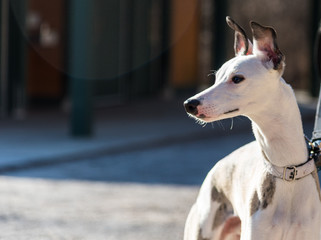 Whippet