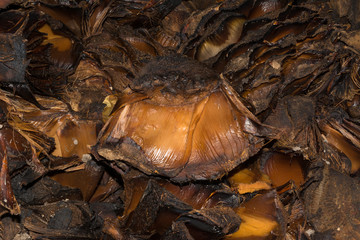 Pencas de agave cocidas para el tequila y el raicilla.