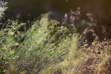  beautiful fresh grass in drops of morning dew and soft sunlight