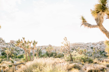 DESERT 36