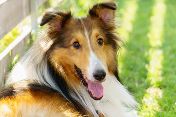 Sheltie lying down