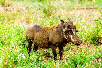 Warthog in Kruger National Park in South Africa