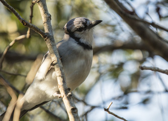 curious bluejay is looking at you