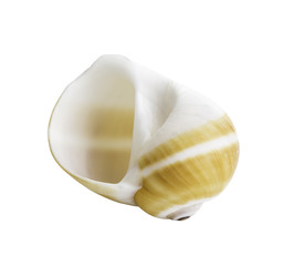 Close up Marine sea shell isolated