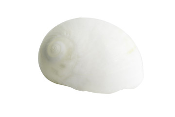 Fototapeta premium Close-up Marine sea shell isolated