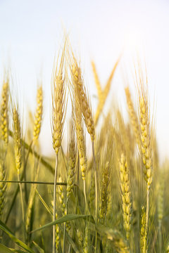 Close up image of  barley corns growing in a field