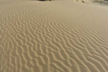 sam sand dunes in thar desert jaisalmer rajasthan india