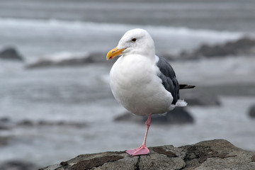 Seagull One Leg 01
