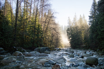 Misty Woods 2