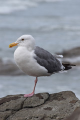 Fototapeta premium Seagull on the Rocks