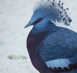victoria crowned pigeon side profile