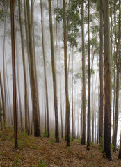 Road through a golden forest with fog
