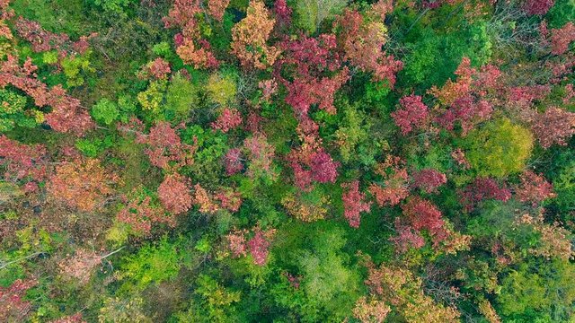 Aerial view of autumn forest.Thailand