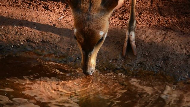 West African Sitatunga, african antelope, drinking water in a river - Tragelaphus spekii
