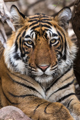 Fototapeta na wymiar Portrait of Tiger, Ranthambore Tiger Reserve, Rajasthan, India