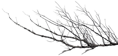 branches mortes, fond blanc 