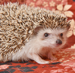 Hedgehog