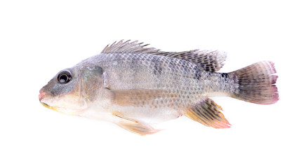 Nile tilapia fish isolated on white background