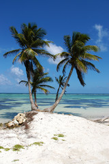 Beautiful summer scene