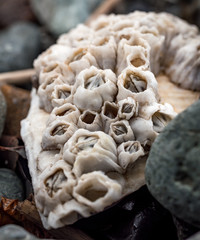 barnacles close up