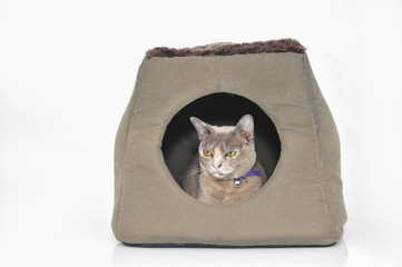 Disgruntled cat in cushion box