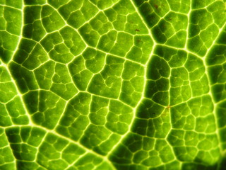 Blatt, Gr&uuml;n, Photosynthese, abstrakt, Pflanze