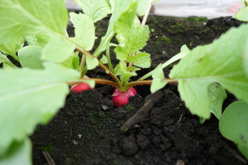 畑の赤いラディッシュ