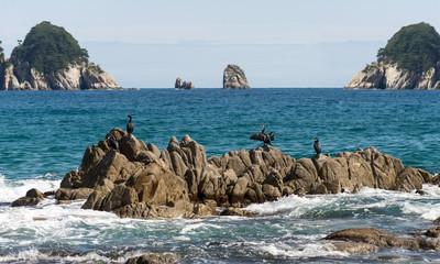 Gamov peninsula in the Russian Far East. Seabirds cormorants on the rocks in the sea.
