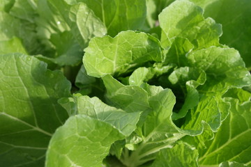 白菜の葉
