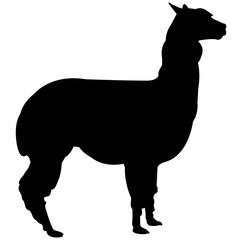 Alpaca © Loveleen