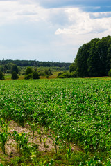 Fototapeta na wymiar Rural field of the collective farm with corn