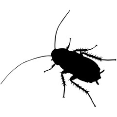 Cockroach - obrazy, fototapety, plakaty