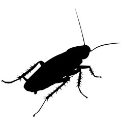 Cockroach - obrazy, fototapety, plakaty