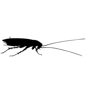 Cockroach