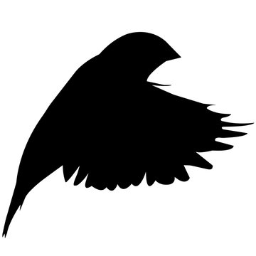 recommend clip art: Finch