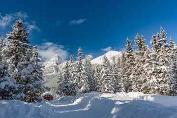 Frozen forest at Lake Louise, Banff National Park, Alberta, Canada.