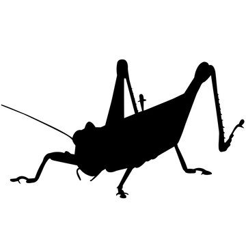 black grasshopper silhouette on white background clip art preview