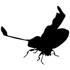 Download Ladybug photos, royalty-free images, graphics, vectors ...