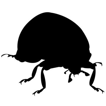 black beetle silhouette on white background