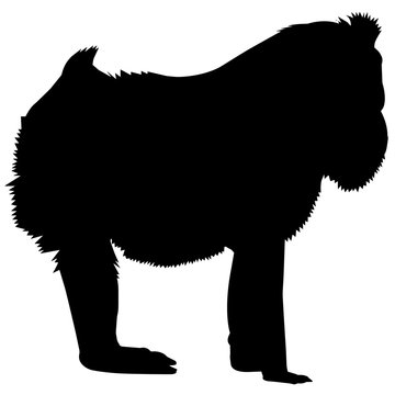 Mandrill Silhouette Vector Graphics