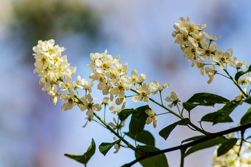cherry twigs close up