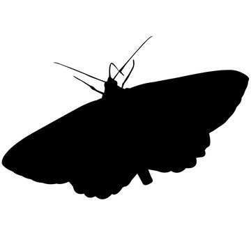 Moth Silhouette Vector Graphics