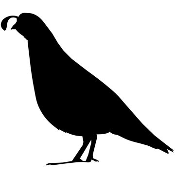 New World Quail Silhouette Vector Graphics